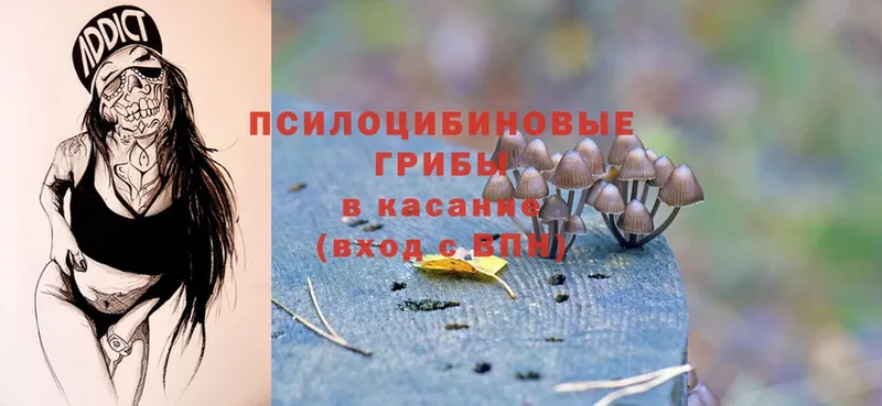 OMG   Санкт-Петербург  Псилоцибиновые грибы Magic Shrooms 